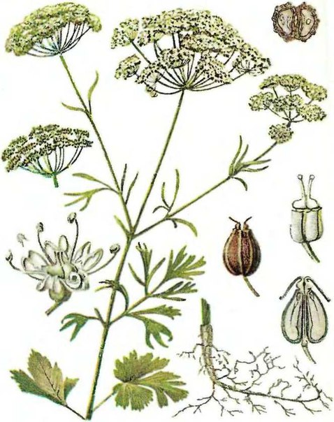 Анис обыкновенный Pimpinella anisum или Anisum vulgare