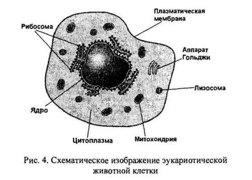 Рибосомы комплекс гольджи лизосомы. Лизосомы рибосомы аппарат Гольджи. Лизосомы и рибосомы функции. Рибосомы лизосомы мембраны. Ядро лизосомы аппарат Гольджи.