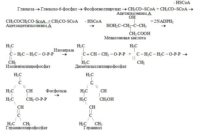 Биогенез простейших терпеноидов 