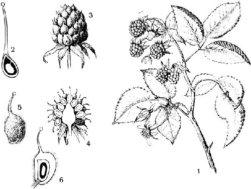 Малина обыкновенная (Rubus idaeus L.)