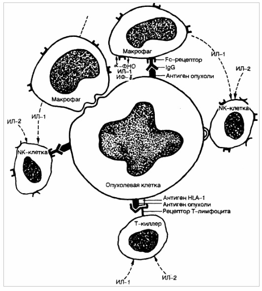 Противоопухолевая иммунная реакция. Опухоли