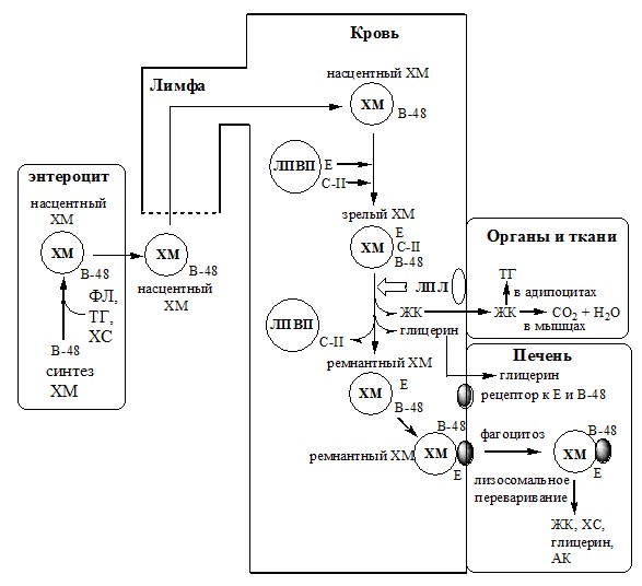 Уравнение реакции гидролиза в лецитина