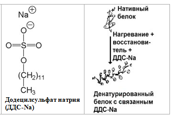 На чем основано разделение белков методом аффинной хроматографии. Смотреть фото На чем основано разделение белков методом аффинной хроматографии. Смотреть картинку На чем основано разделение белков методом аффинной хроматографии. Картинка про На чем основано разделение белков методом аффинной хроматографии. Фото На чем основано разделение белков методом аффинной хроматографии