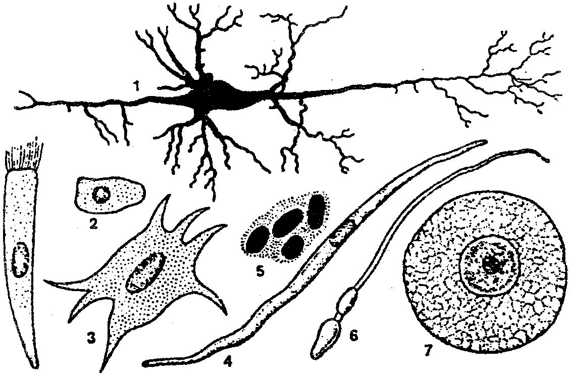 Формы клеток: 1 — нервная; 2 — эпителиальная; 3 — соединителытотканная; 4 — гладкая мышечная; 5— эритроцит; 6— сперматозоид; 7—яйцеклетка