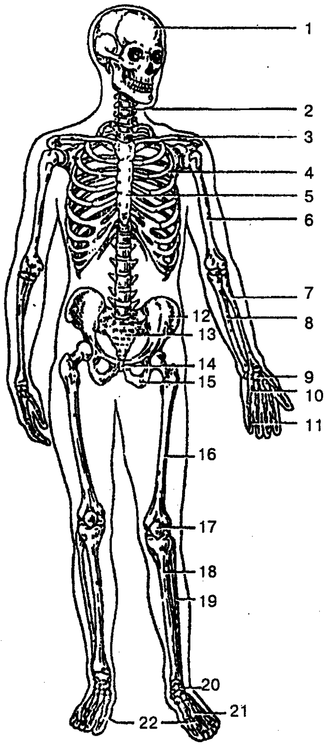 Строение скелета человека фото с надписями спереди