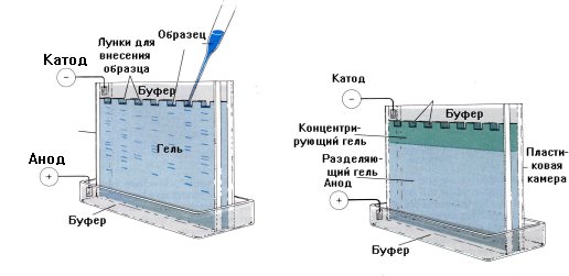 На чем основано разделение белков методом аффинной хроматографии. Смотреть фото На чем основано разделение белков методом аффинной хроматографии. Смотреть картинку На чем основано разделение белков методом аффинной хроматографии. Картинка про На чем основано разделение белков методом аффинной хроматографии. Фото На чем основано разделение белков методом аффинной хроматографии