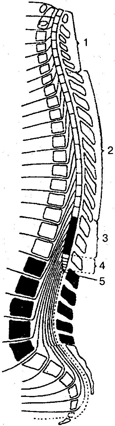 Сегменты спинного мозга