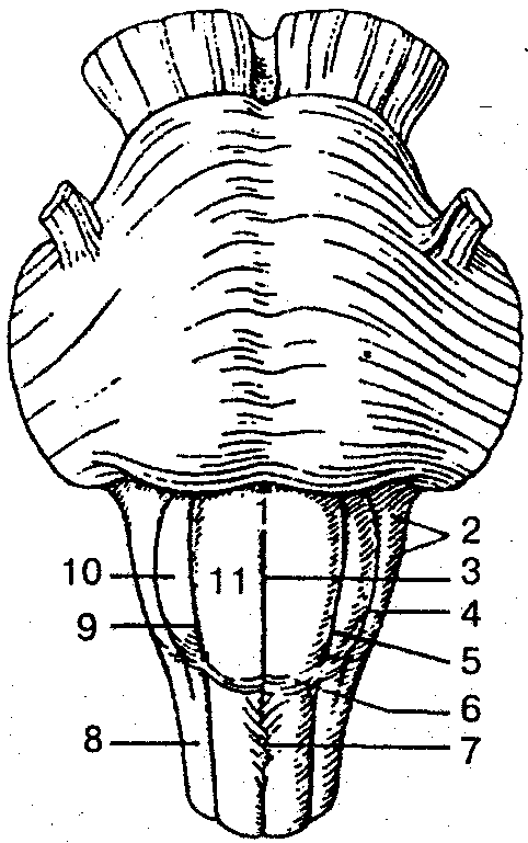 Продолговатый мозг