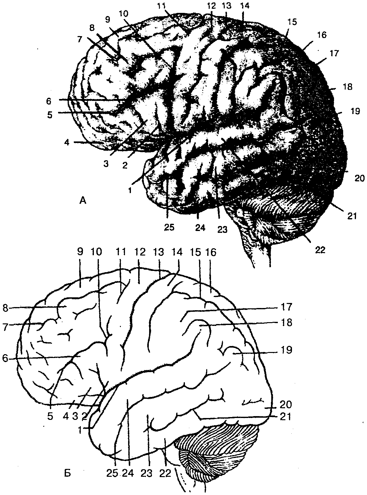 Головной мозг: верхнелатеральная поверхность, борозды и извилины