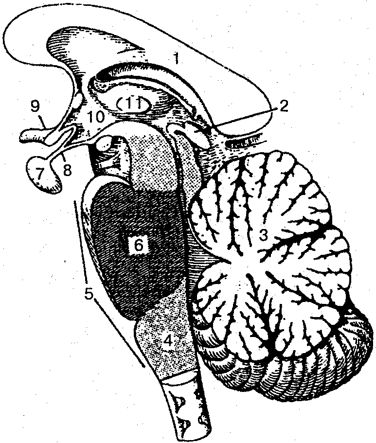 Ромбовидный мозг (саггитальный разрез)