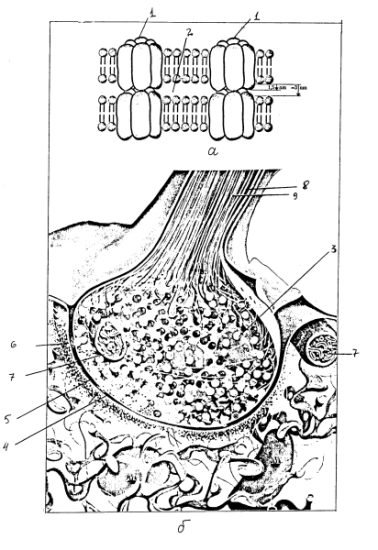 Строение синаптических контактов нейрона