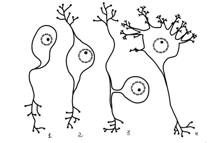 Морфологические типы нейронов