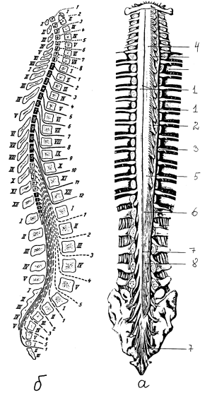 Спинной мозг в позвоночном канале
