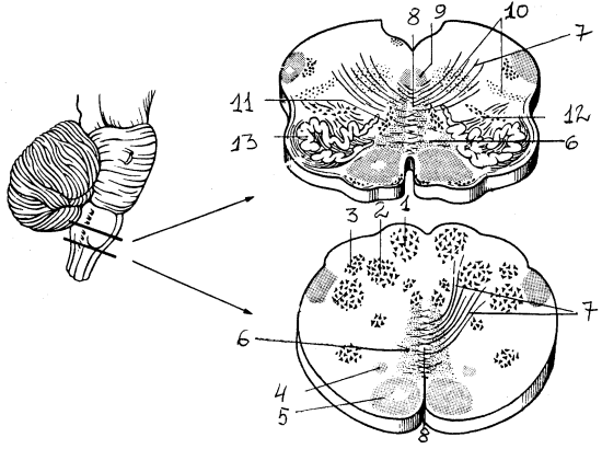 Поперечный разрез продолговатого мозга
