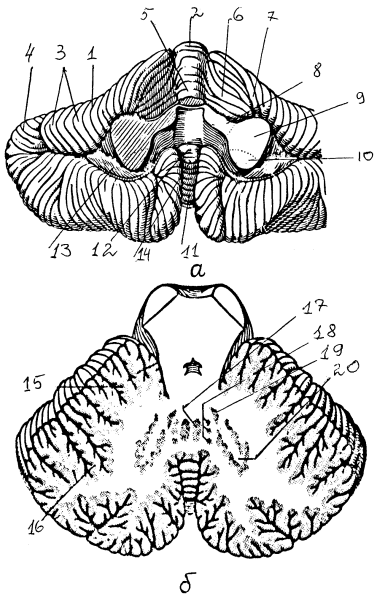 Строение мозжечка