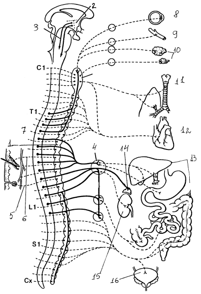 Органы, иннервируемые симпатической системой