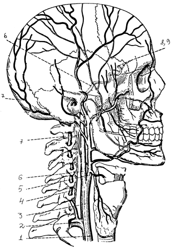 Кровоснабжение головного мозга