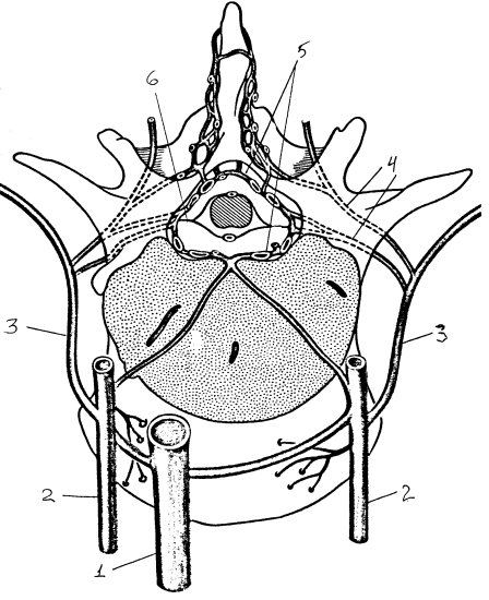 Венозное кровоснабжение позвоночного столба