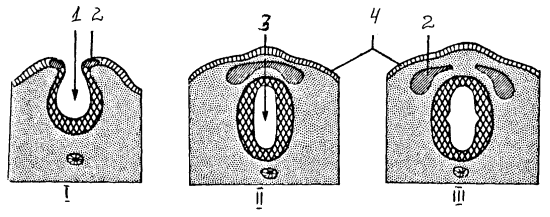 Схема образования нервной трубки и нервного гребня