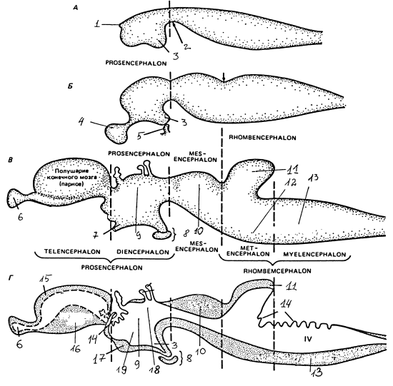 Схема последовательности развития основных отделов и структур мозга