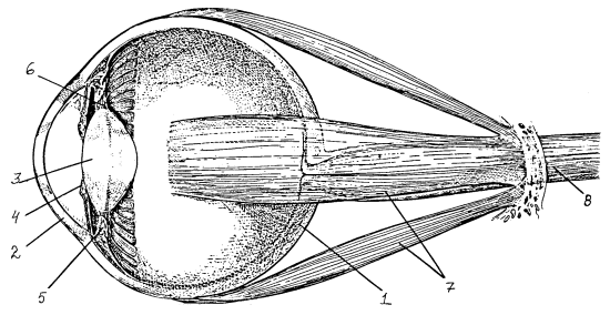 Схема строения глазного яблока
