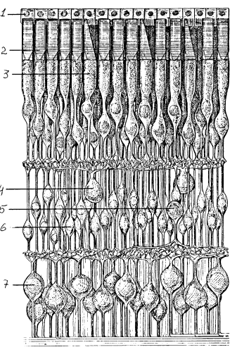 Поперечный разрез сетчатки