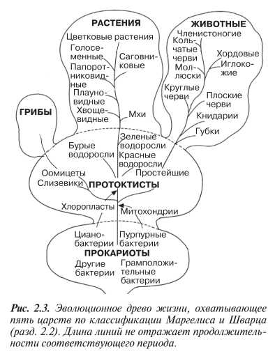 Эволюционное древо жизни