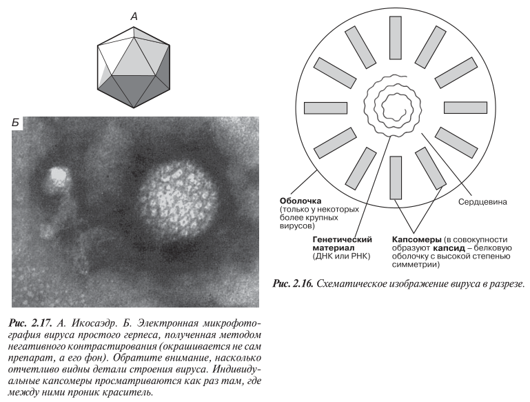 Схематическое изображение вируса в разрезе. вирус простого герпеса