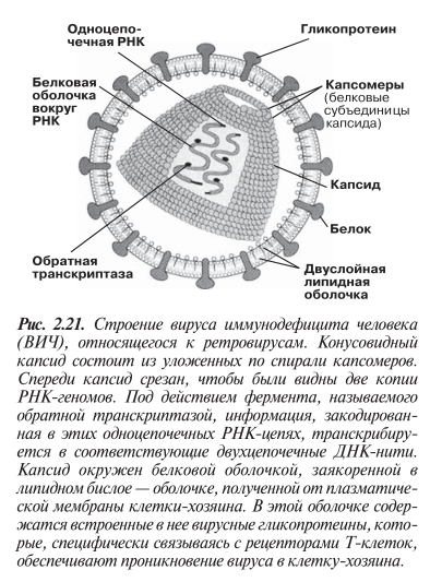 Строение вируса иммунодефицита человека (ВИЧ), относящегося к ретровирусам