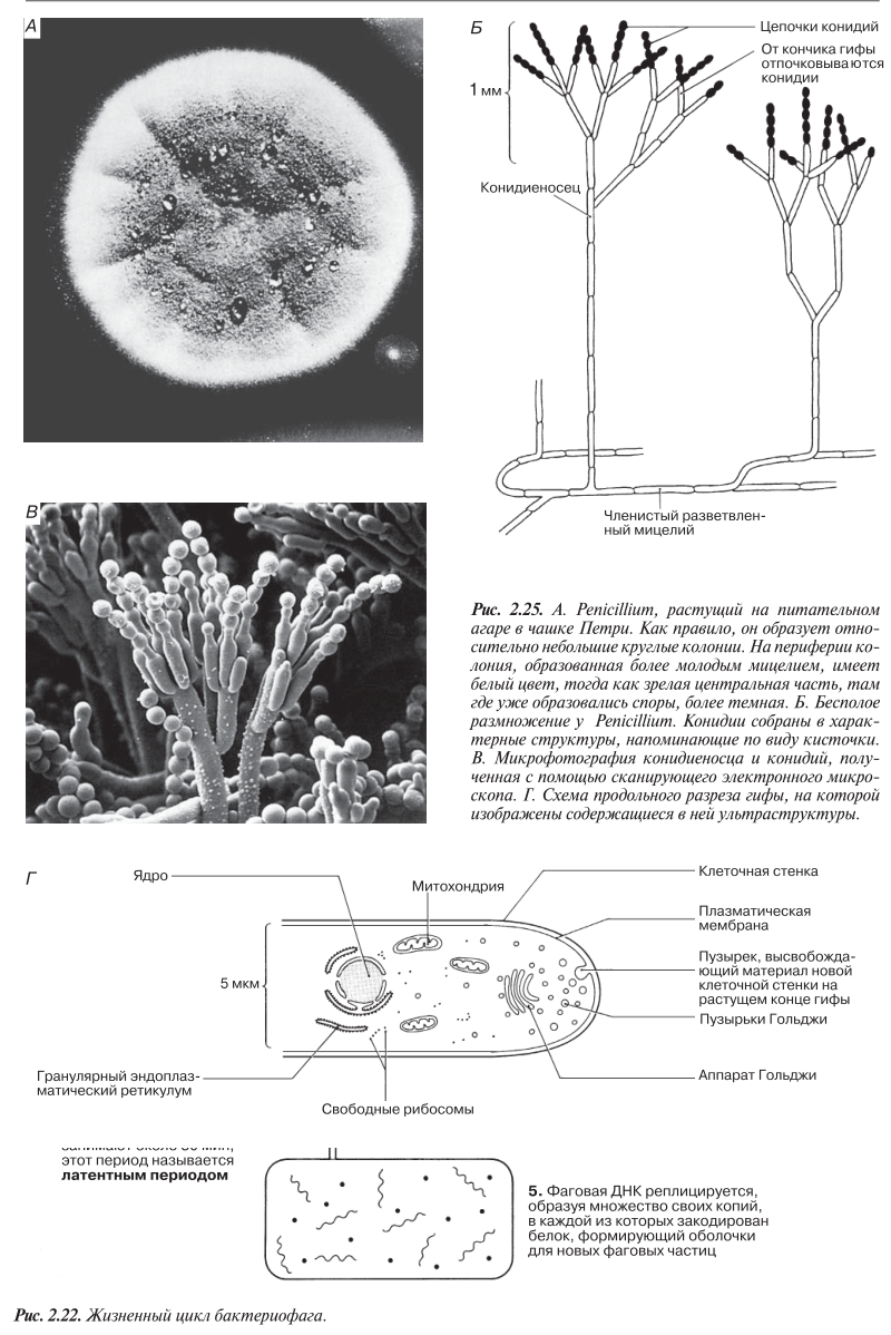 Penicillium в чашке Петри. Б. Бесполое размножение у Penicillium. В. Микрофотография конидиеносца и конидий Г. Схема продольного разреза гифы