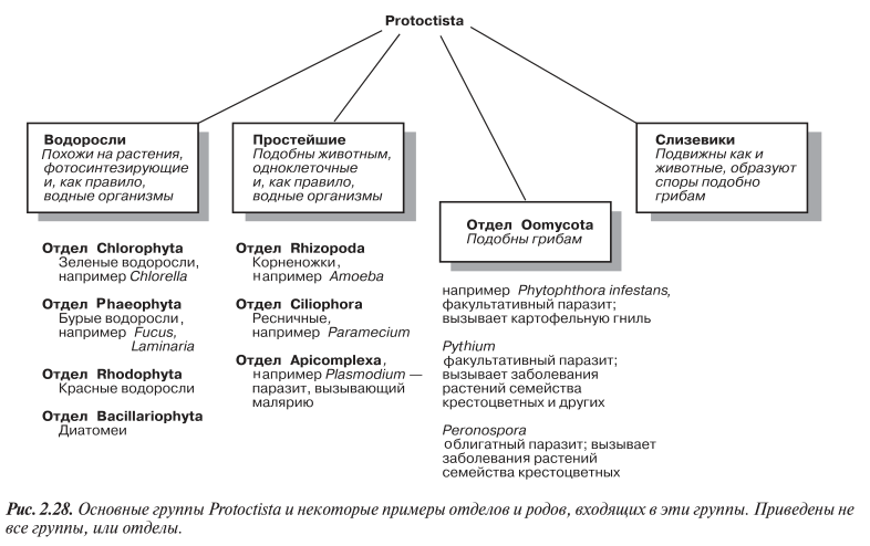 Протоктисты. Основные группы Protoctista