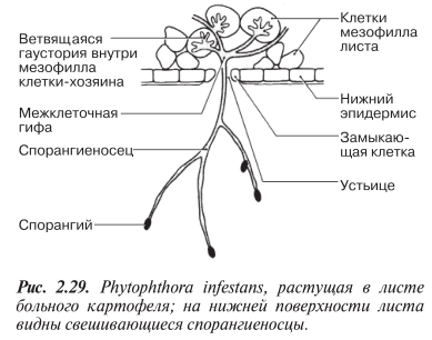 Фитофтора Phytophthora infestans, растущая в листе больного картофеля