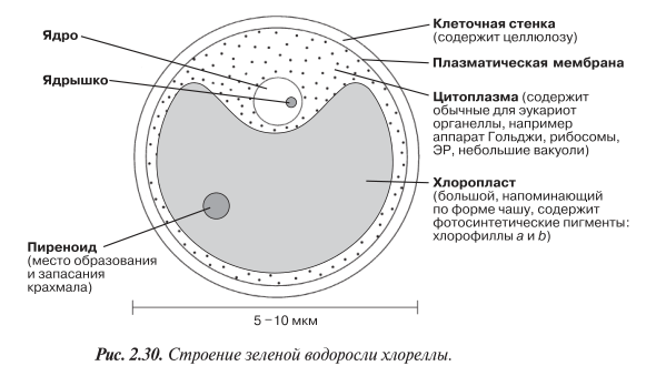 Строение зеленой водоросли хлореллы