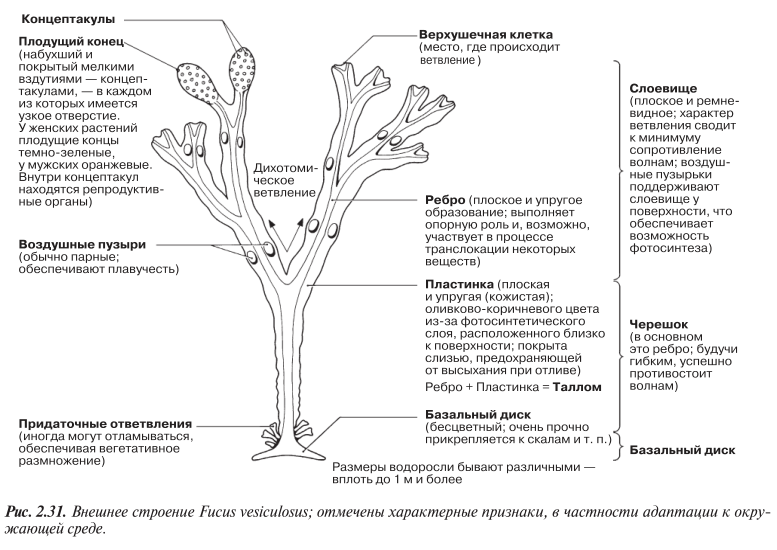 фукус Внешнее строение Fucus vesiculosus