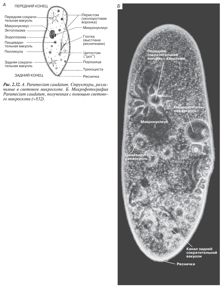 инфузория туфелька Paramecium caudatum