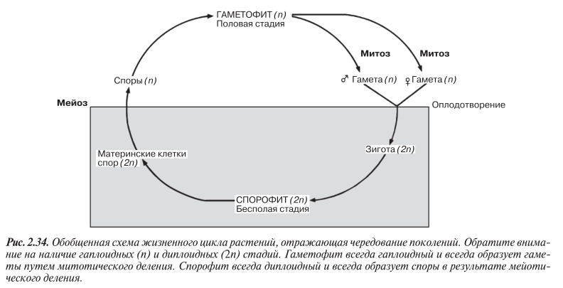 Обобщенная схема жизненного цикла растений, отражающая чередование поколений