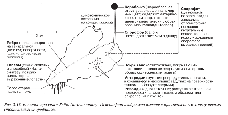 Внешние признаки Pellia (печеночника)