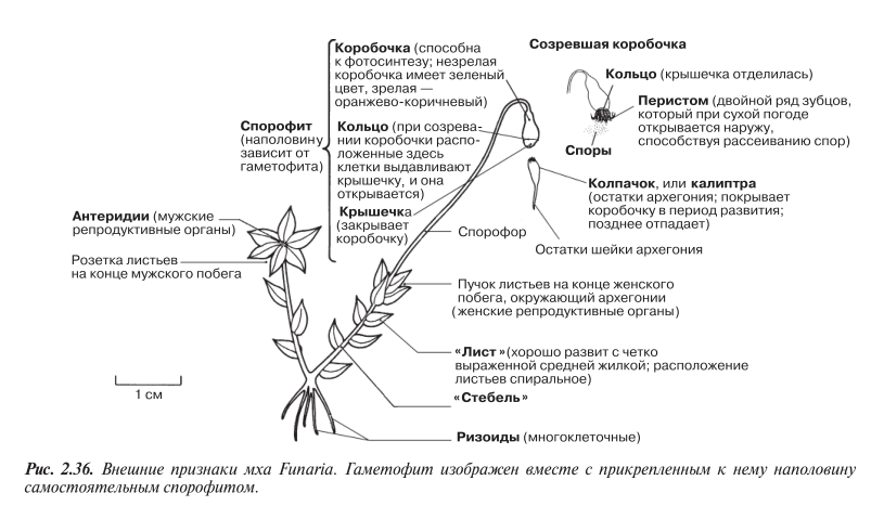 Внешние признаки мха фунария Funaria