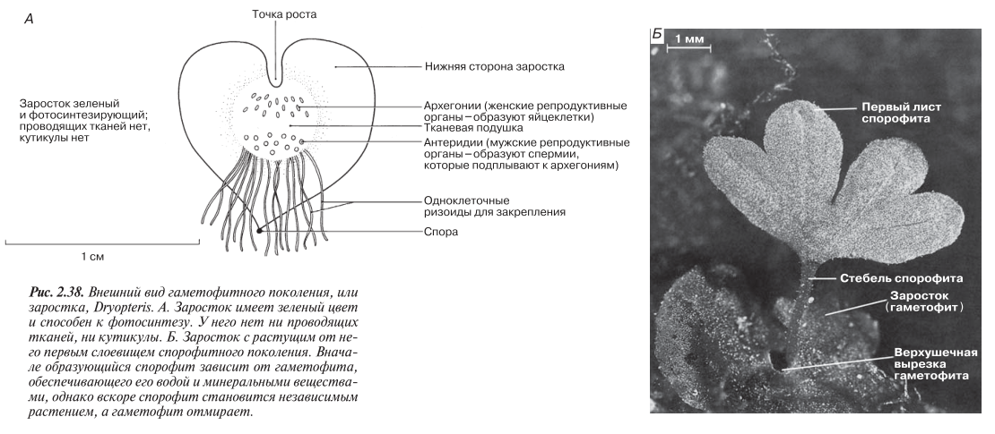 Внешний вид гаметофитного поколения, или заростка, Dryopteris.