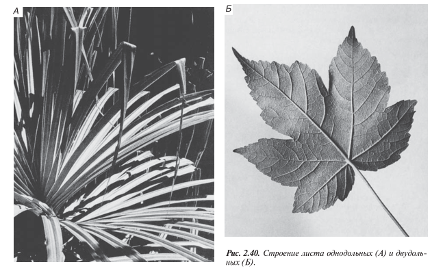 Строение листа однодольных и двудольных.