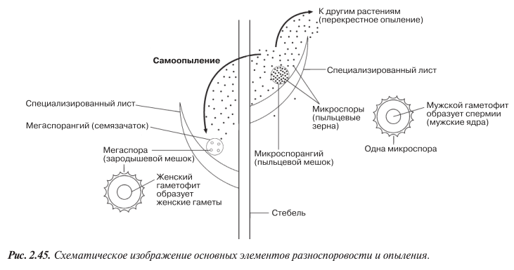 основные элементы разноспоровости и опыления.