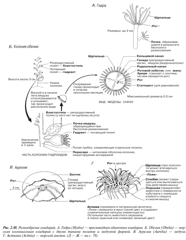 Разнообразие книдарий. Гидра, обелия, аурелия, актиния