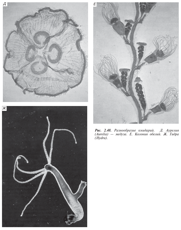 Разнообразие книдарий. Д. Аурелия (Aurelia) — медуза. Е. Колония обелий. Ж. Гидра