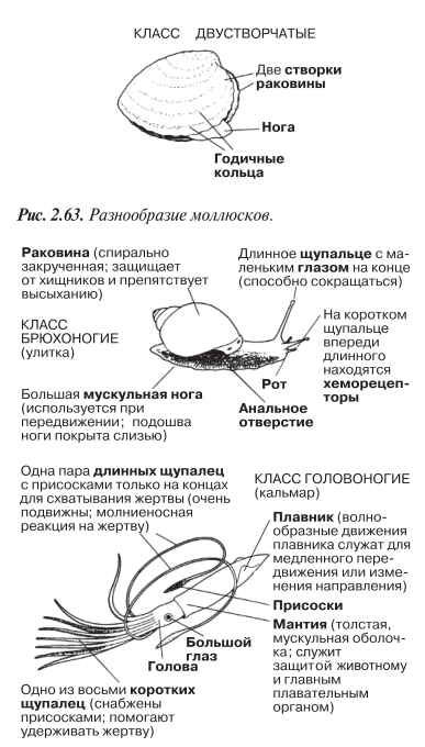 Разнообразие моллюсков. Двустворчатые, брюхоногие, головоногие