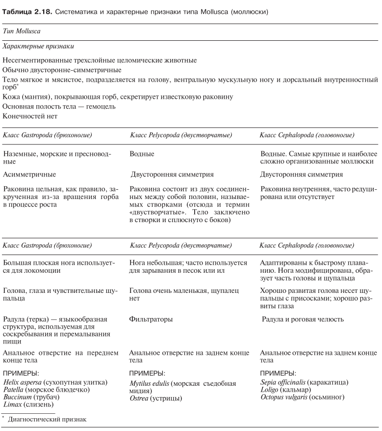 Систематика и характерные признаки типа Mollusca (моллюски)