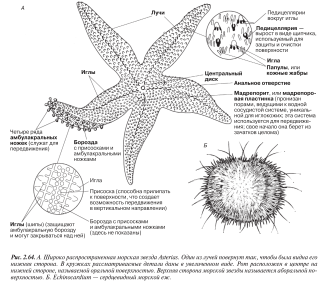 морская звезда Asterias, Echinocardium — сердцевидный морской еж