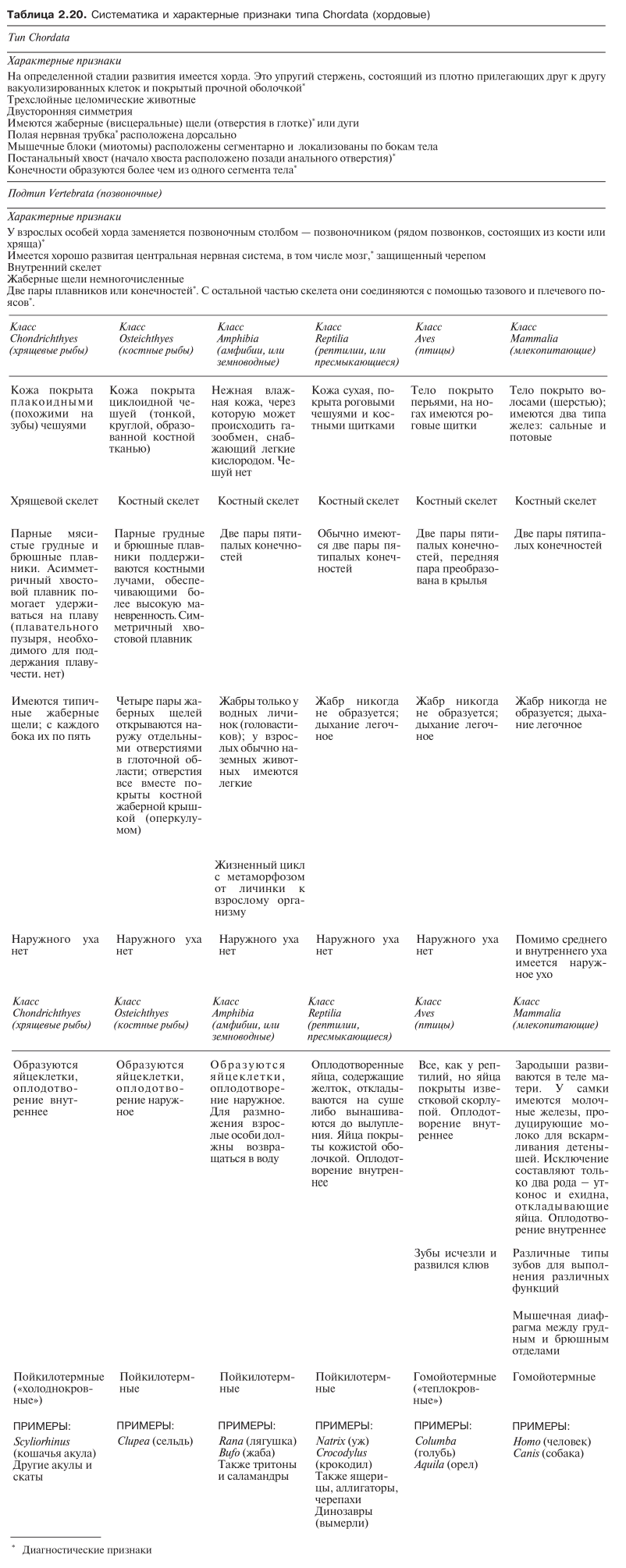Систематика и характерные признаки типа Chordata (хордовые)