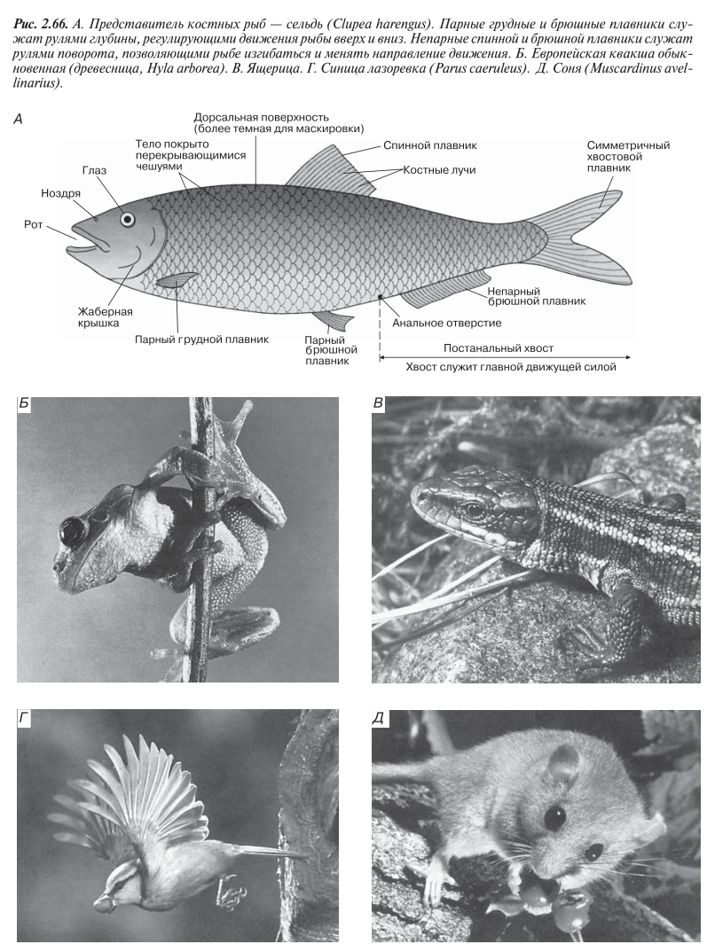 сельдь (Clupea harengus) Европейская квакша обыкновенная (древесница, Hyla arborea). В. Ящерица. Г. Синица лазоревка (Parus caeruleus). Д. Соня (Muscardinus avellinarius).