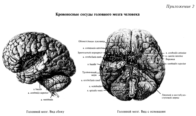 кровеносные сосуды головного мозга человека