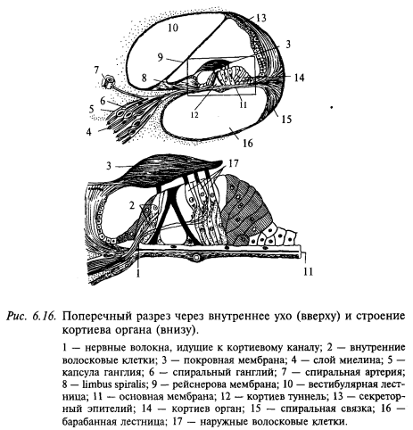 стрение кортиева органа и внутреннего уха